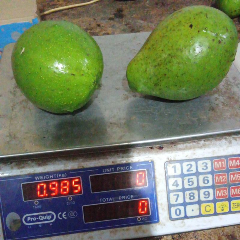 

alpukat mentega jumbo 1kg isi 2-3 biji