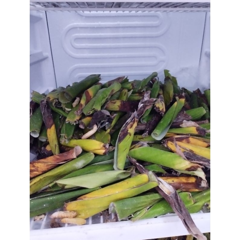 kepompong pisang 55 ekor