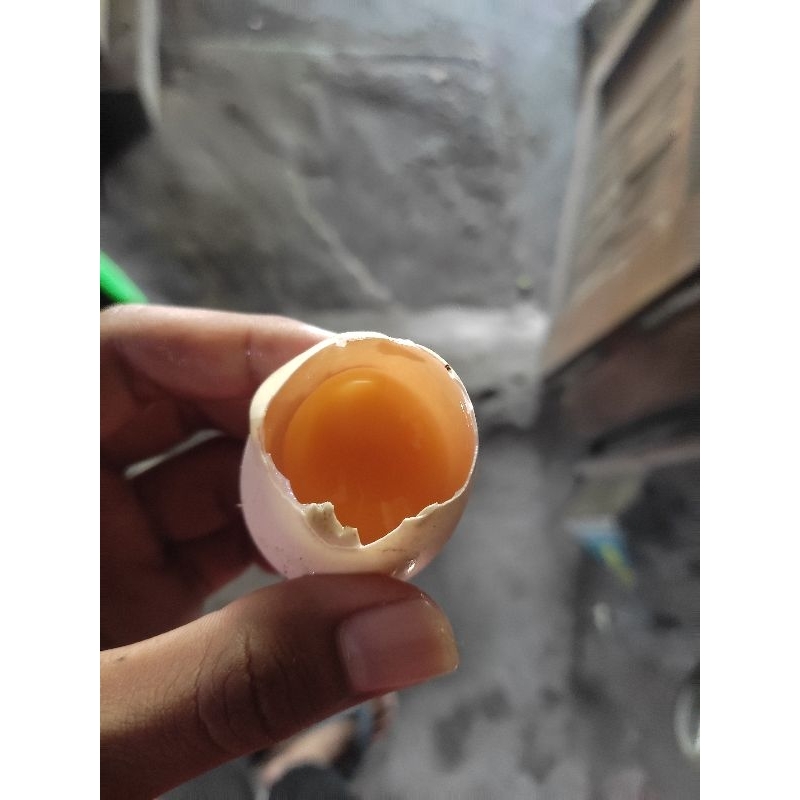 

Telur Ayam kampung OMEGA Asli