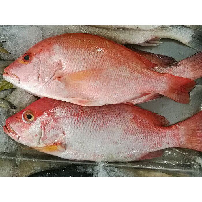 

Ikan Kakap Merah Segar Ikan Kakap Merah Fresh 1Kg