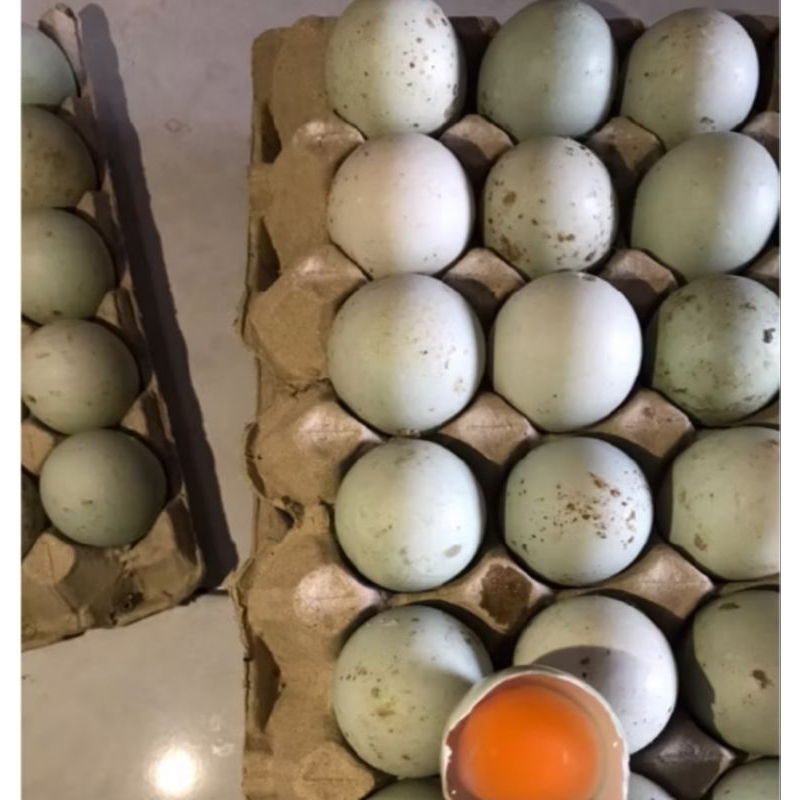 

Telur bebek omega fresh