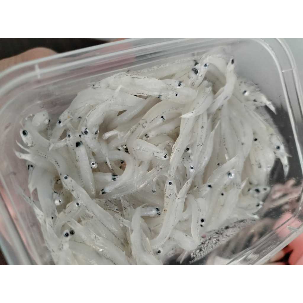 

Teri Basah Segar – Fresh, Tanpa Pengawet, Cocok untuk MPASI & Tumisan
