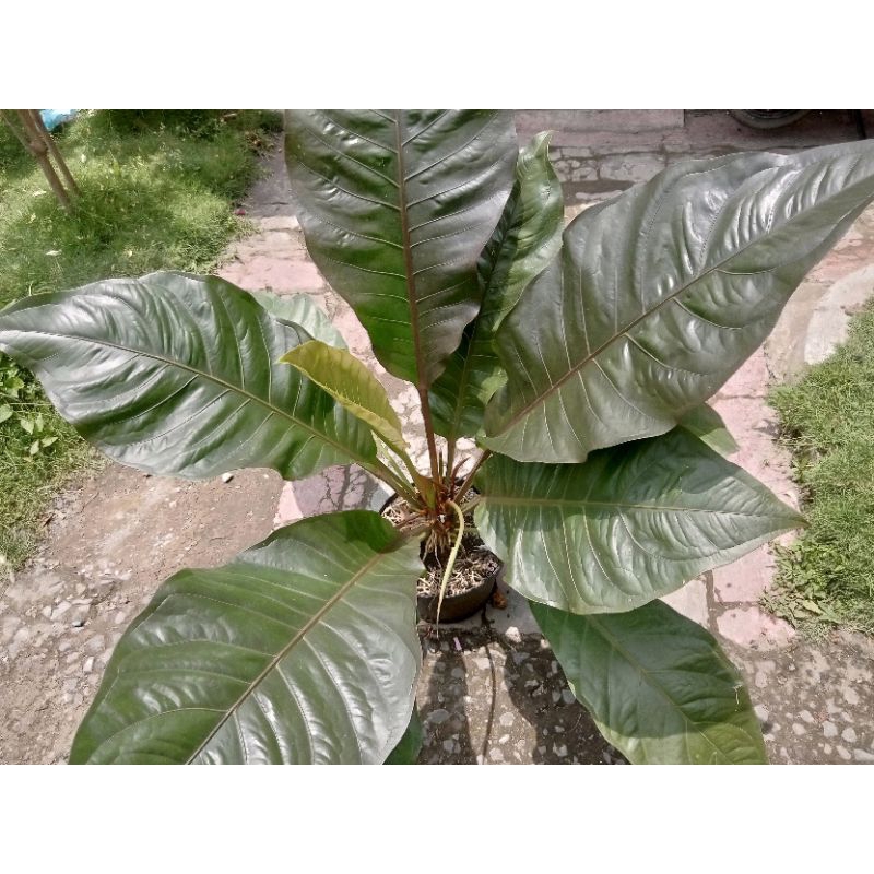 ANTHURIUM HOKERI BLACK JUMBO