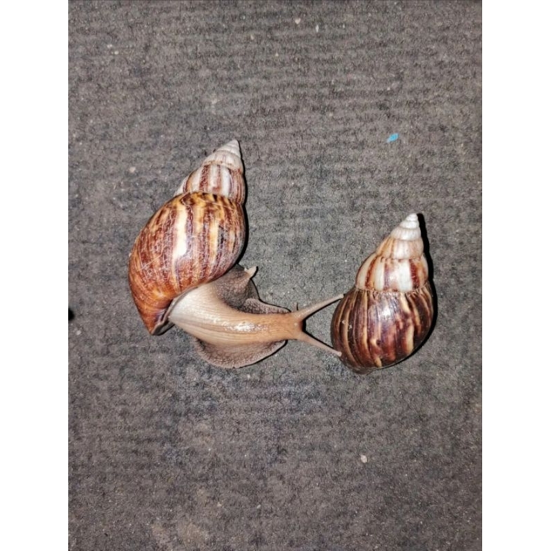 Bekicot hidup untuk konsumsi/herbal -Harga satuan