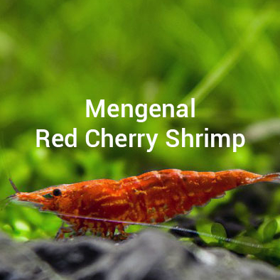 udang hias warna warni aquascape akuarium pemakan alga / lumut / sisa pelet ikan