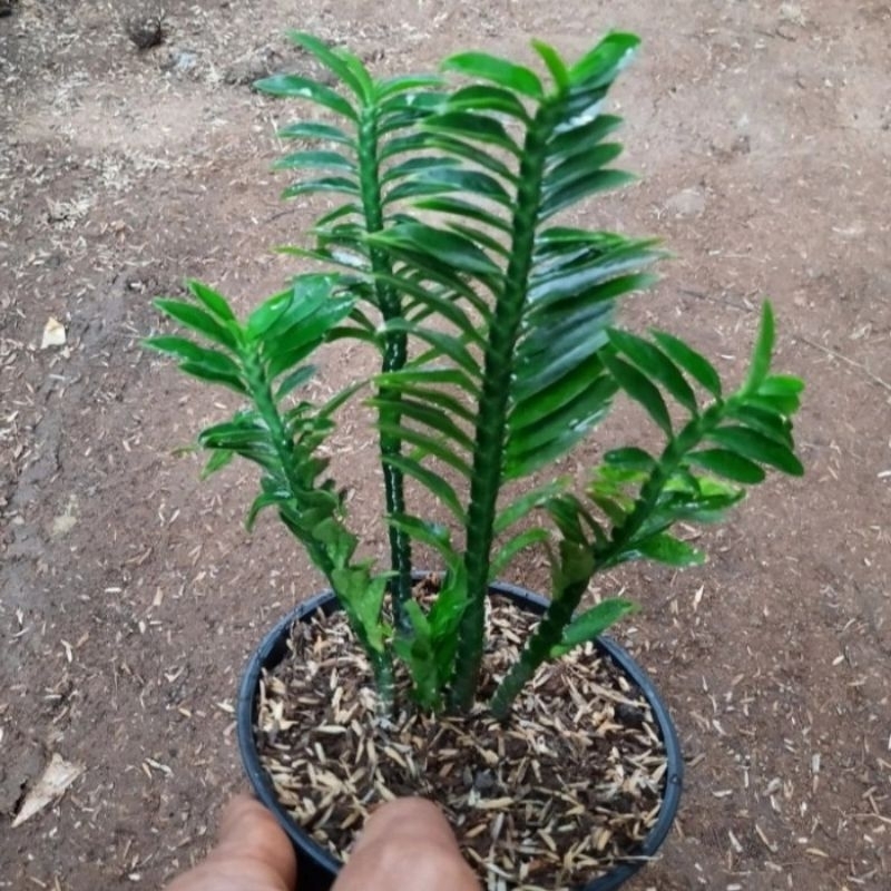 bibit patah tulang kelabang, tanaman patah tulang, tanaman hias patah tulang.(euphorbia)