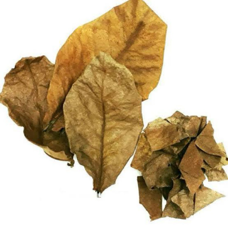 

daun ketapang4