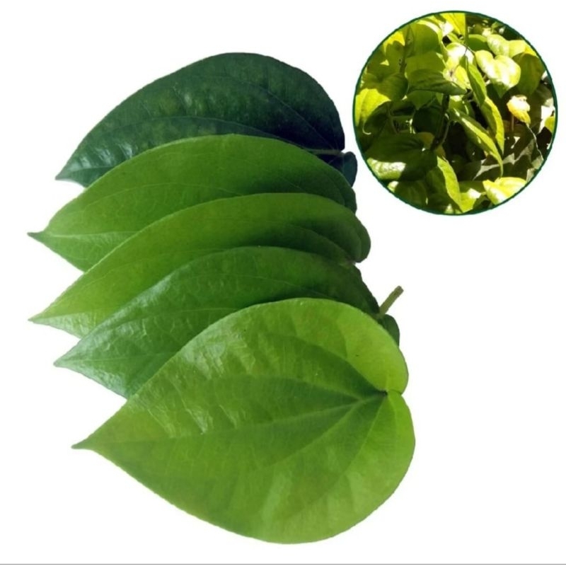 

Daun sirih segar