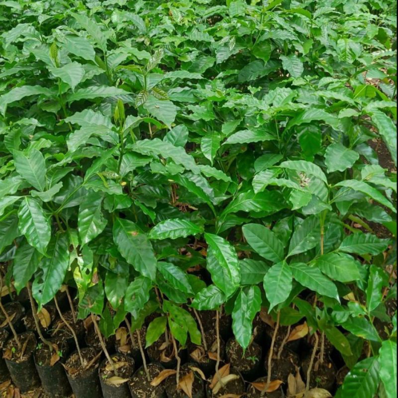bibit kopi Robusta isi 100 batang /kopi robusta/Bibit Robusta
