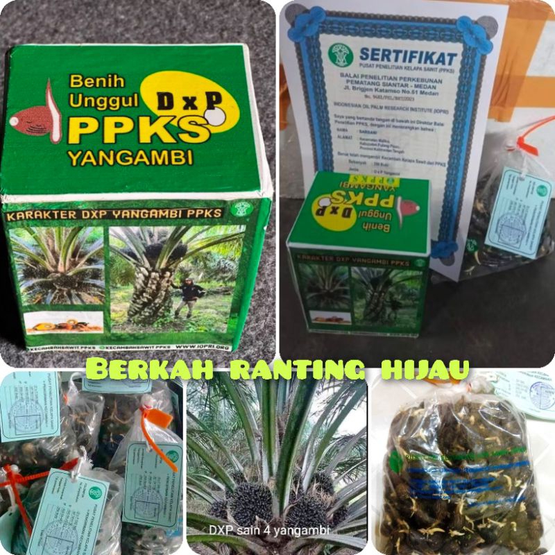 bibit kecambah kelapa sawit PPKS YANGBI kualitas unggul