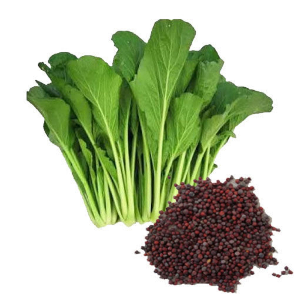 100 Benih Bibit Sayur Sawi Manis Hijau