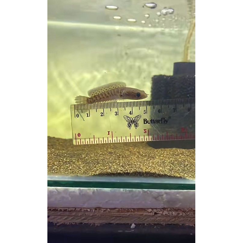 Baby auranti Full Pelet