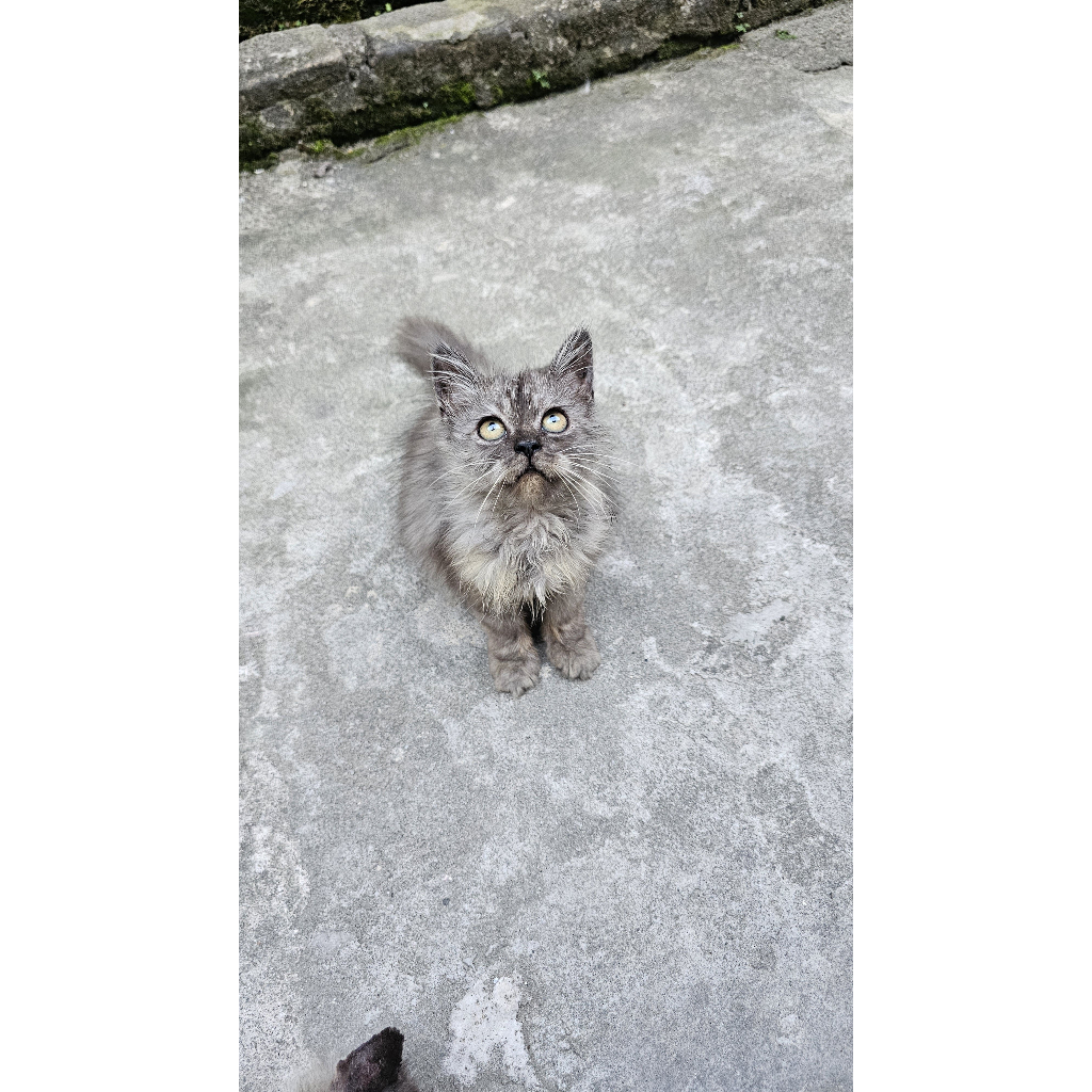KUCING PERSIA JANTAN