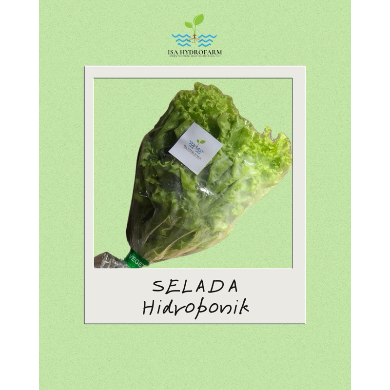 

Selada Keriting Murah (Hidroponik)