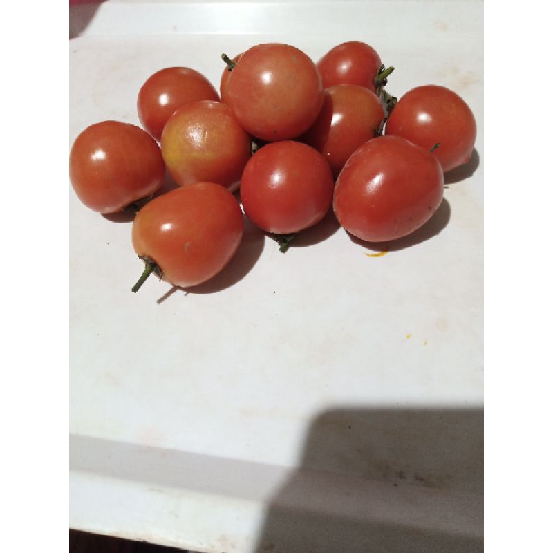 

Sayuran tomat lokal fresh