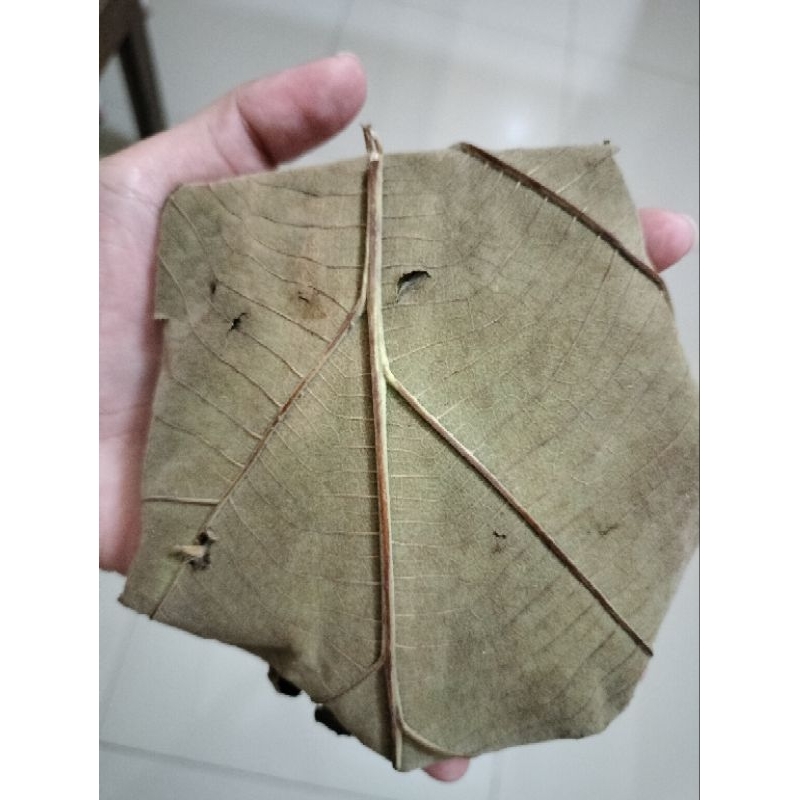 

Tempe Daun Jati