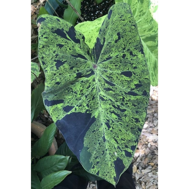 colocasia mojito