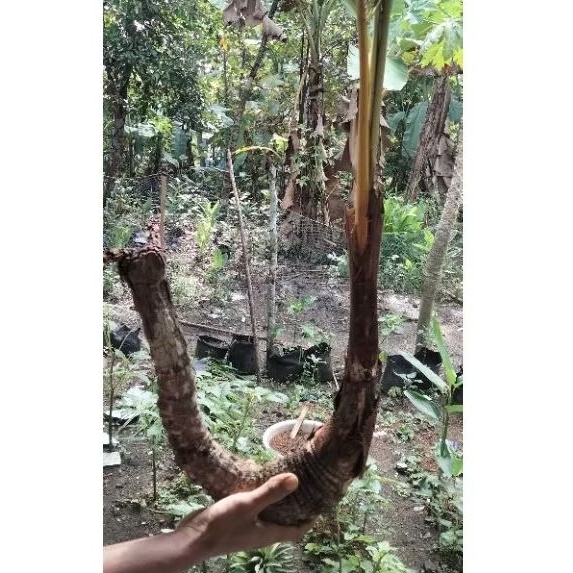 TANAMAN HIAS POHON KELAPA UNIK BAHAN BONSAI (POHON KELPA INI TUMBUH BUKAN DARI BUAH NYA )