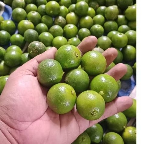 

1KG JERUK SONKIT ATAU KASTURI (UKURAN BESAR)