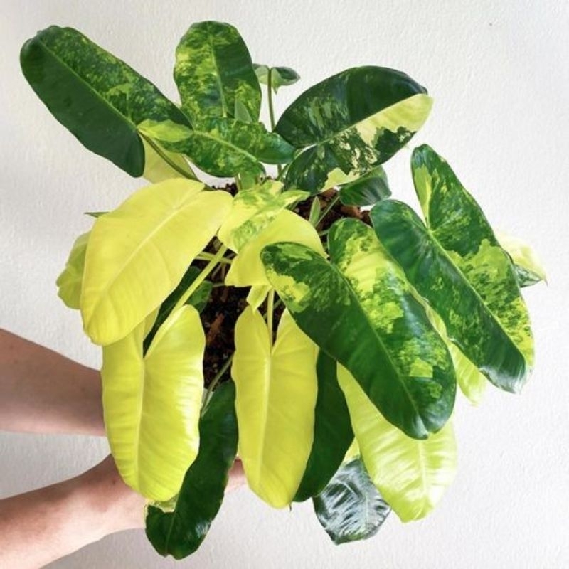 philodendron burle marx varigata
