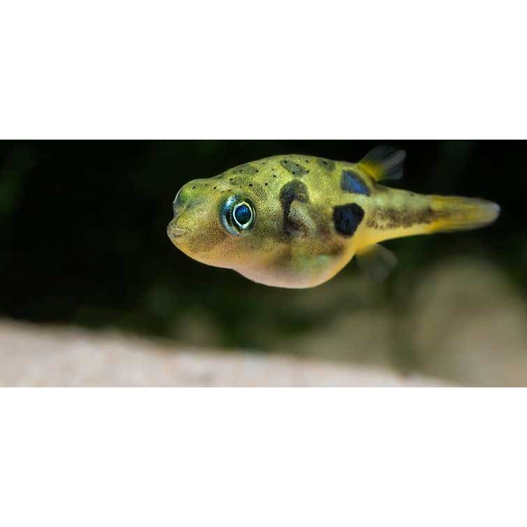Mini Puffer / Dwarf Puffer / Buntal Mini