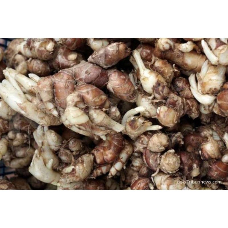 

KENCUR/CIKUR SEGAR FRESH ORGANIK