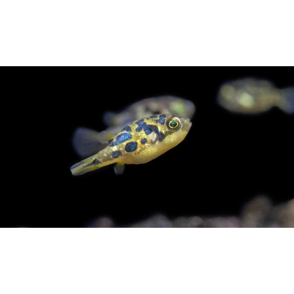 Ikan Mini puffer Air tawar