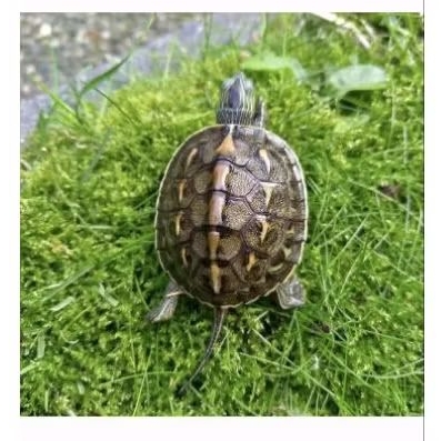 Kura air Ocadia sinensis Medium