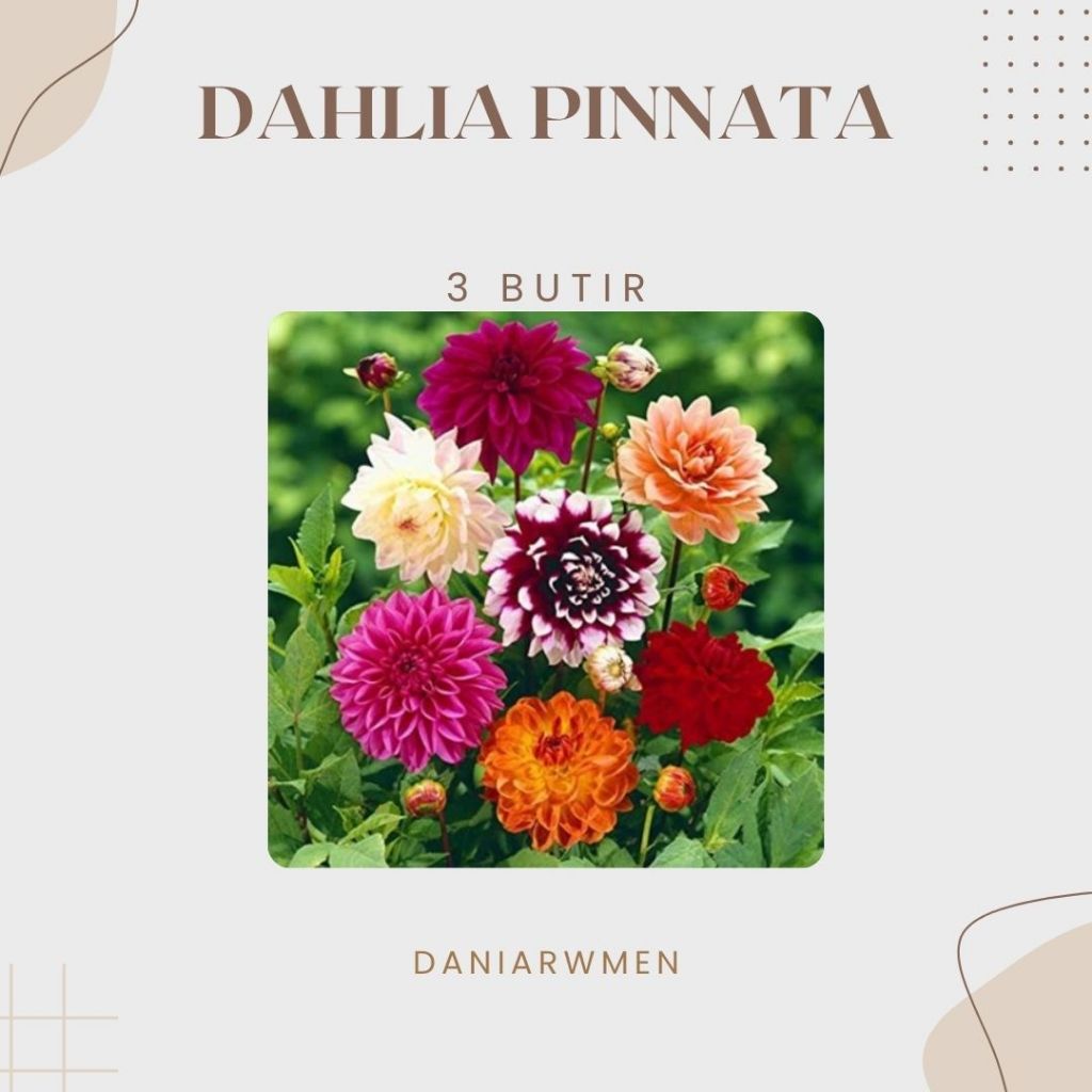 Biji Benih Bunga Dahlia Pinnata Garden Dahlia Langka