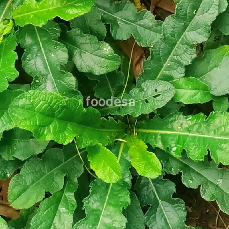 

Daun Tapak Liman Organik sangat subur