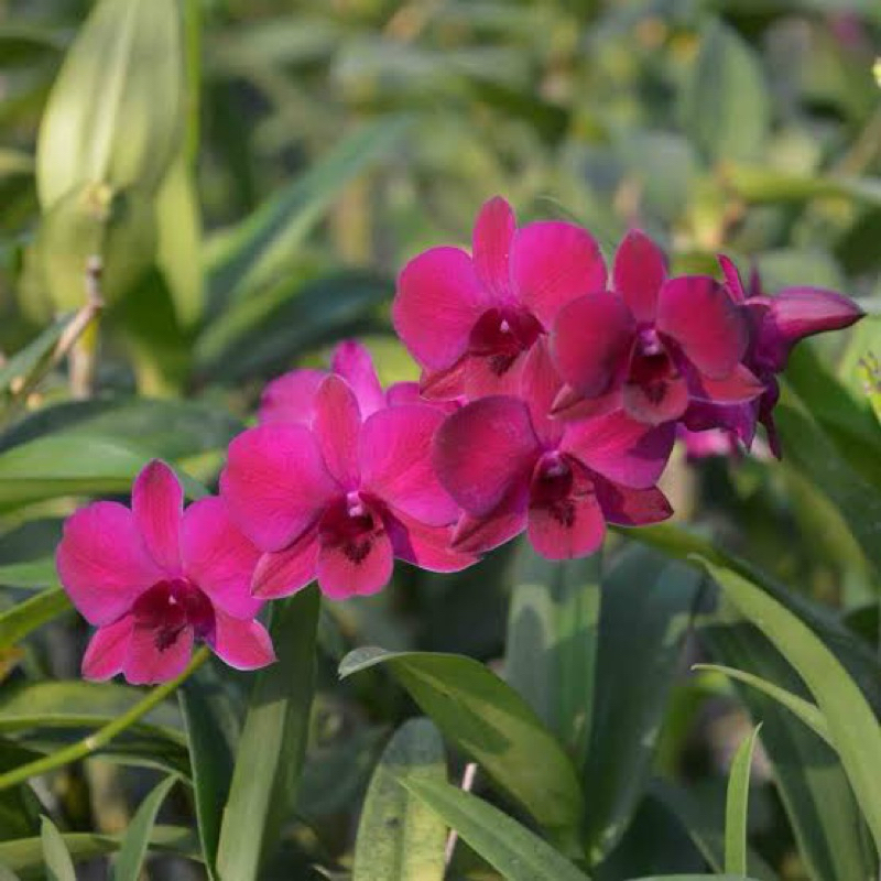 (Remaja) Anggrek dendrobium ladda red