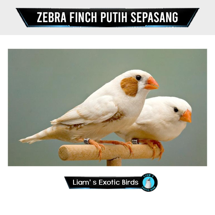Zebra Finch Aussy Warna Putih Jantan dan Betina/Zebra Finch Import (Medium)/Finch Sepasang