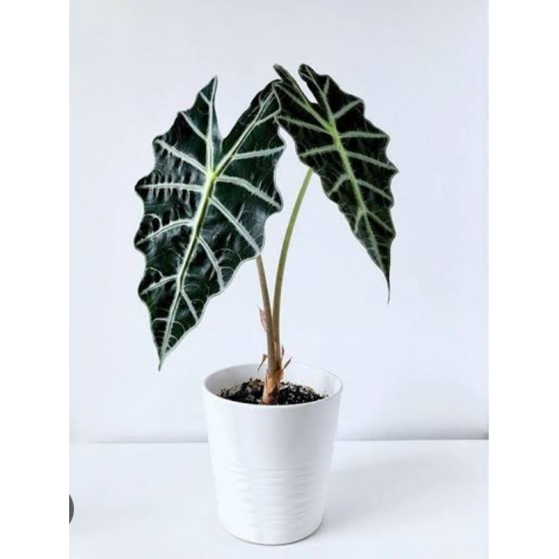 alocasia amazon