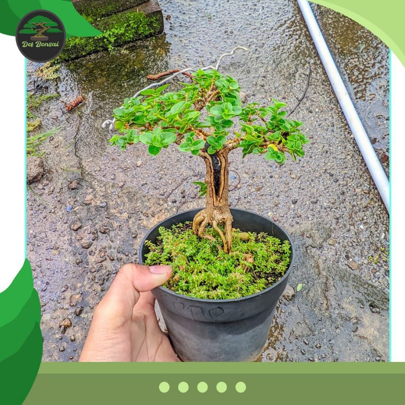 Bonsai Sancang mini hidup ( bakalan )