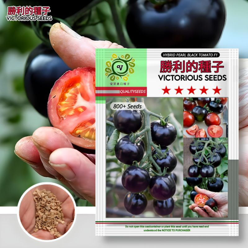 1 Pack (800 Butir) Benih Tomat Hybrid Pearl Black F1 Kemasan Import