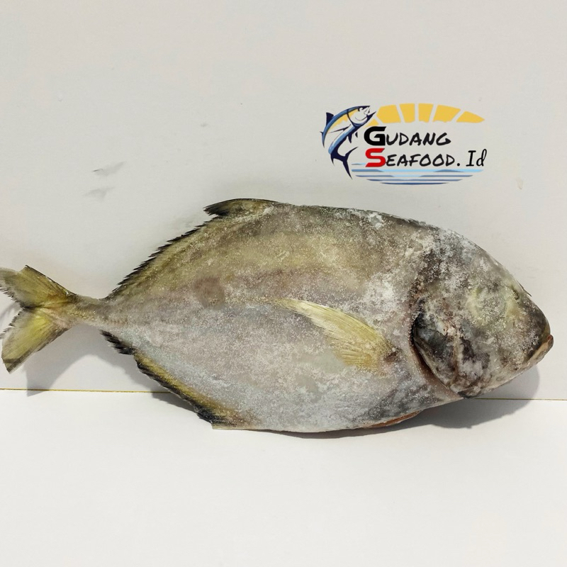 

Ikan Kwe Potong Bersih Size 200-400 / Gram