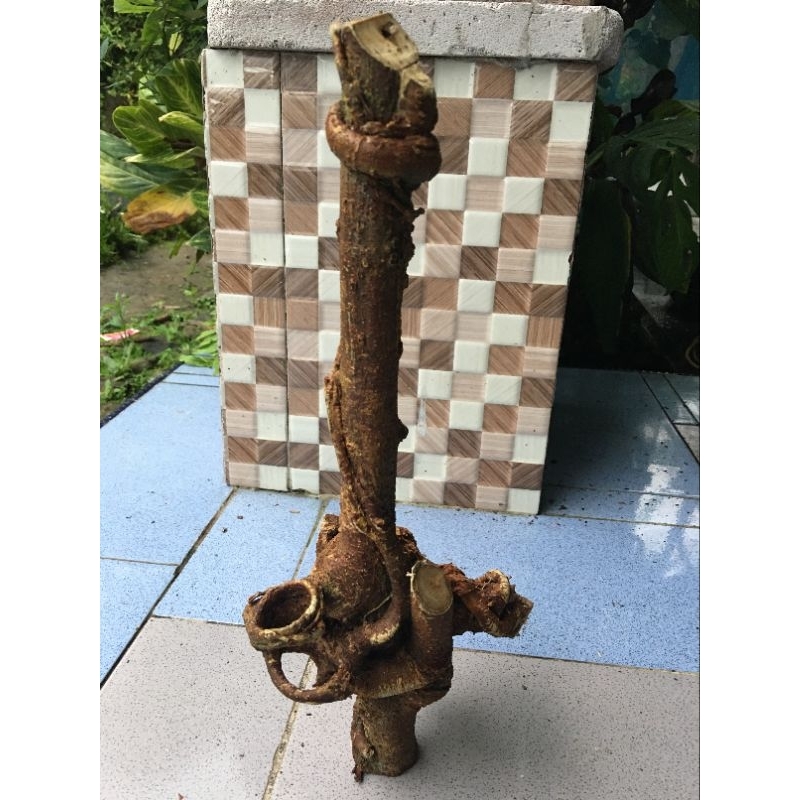 akar mimang unik alami asli alam