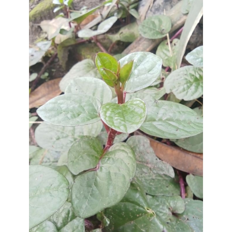 

Daun Binahong Merah Segar Baru Dipetik 20 Lembar