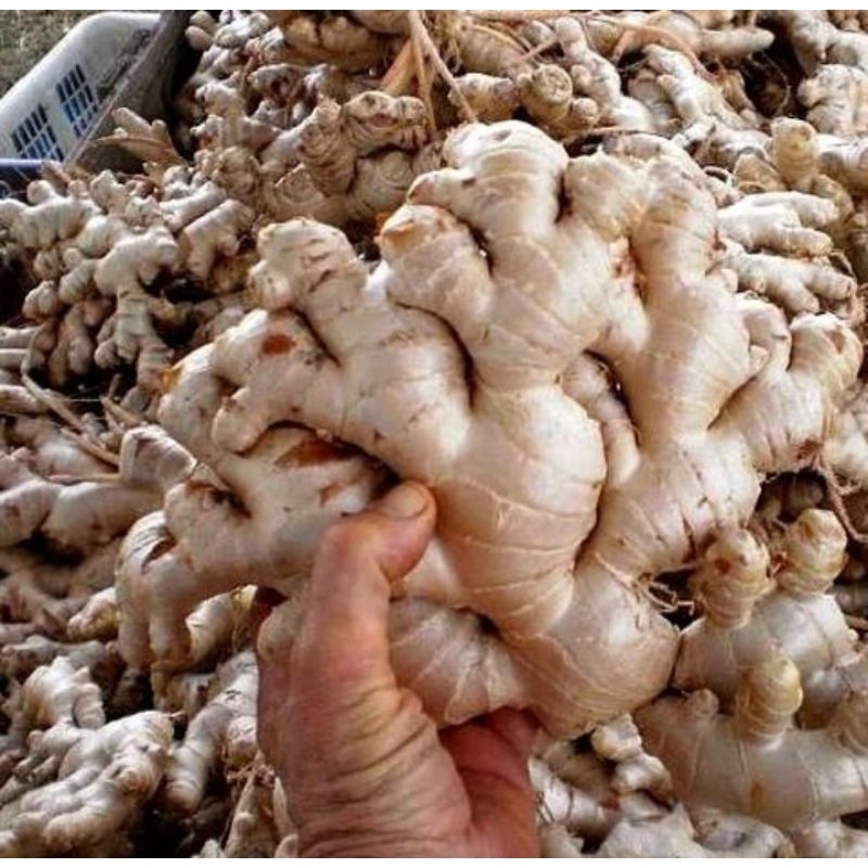 

Jahe Segar 500gr