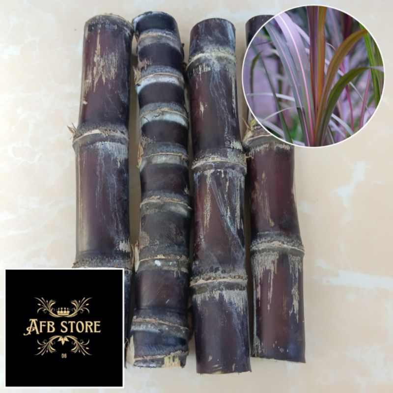 

Batang Tebu Hitam Segar 1 Kg