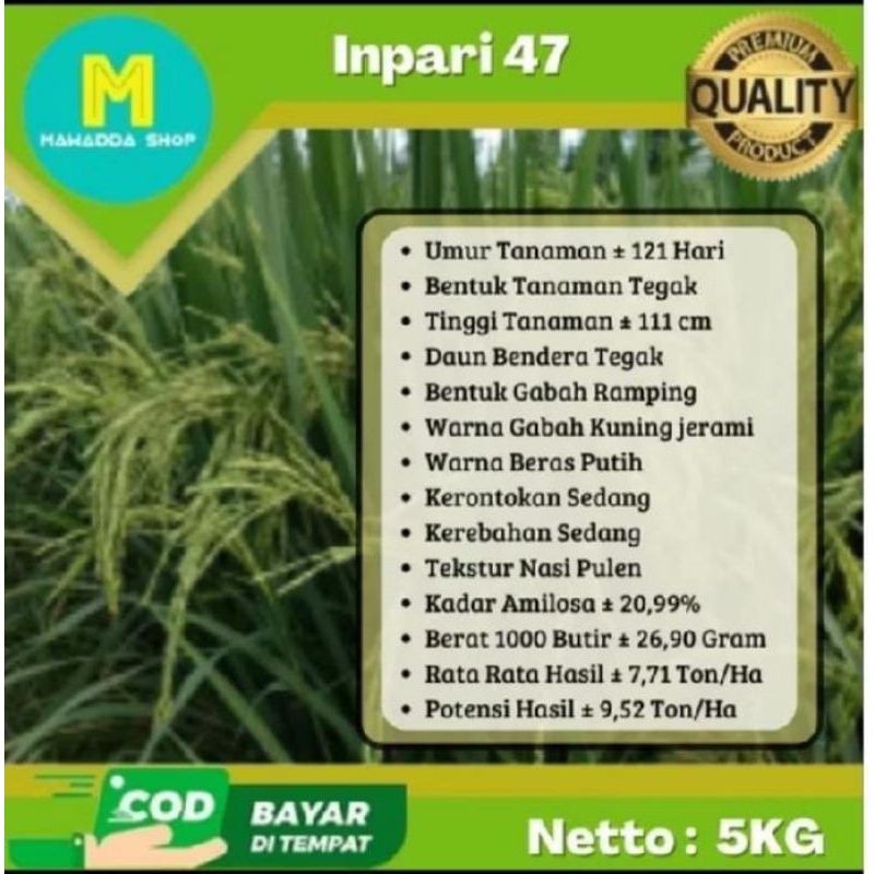 BENIH/BIBIT PADI INPARI 47 SUPER kemasan (5KG)