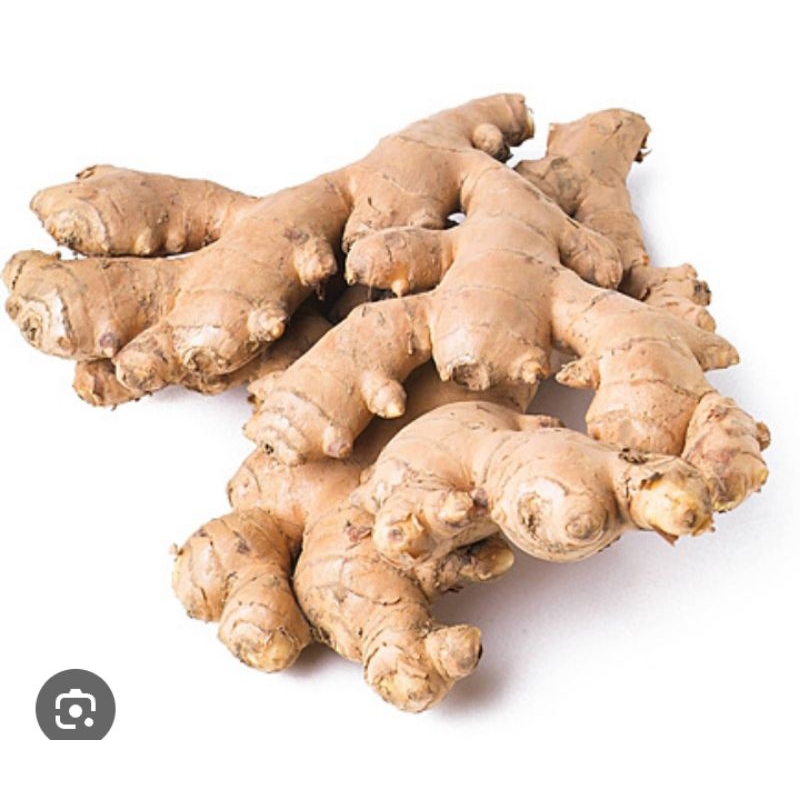 

Jahe Sayur segar, Pelengkap Bumbu Masakan.Audah dicuci