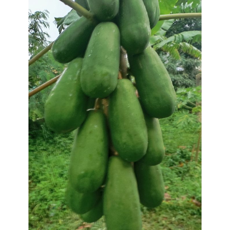 

KATES / PEPAYA MUDA hijau