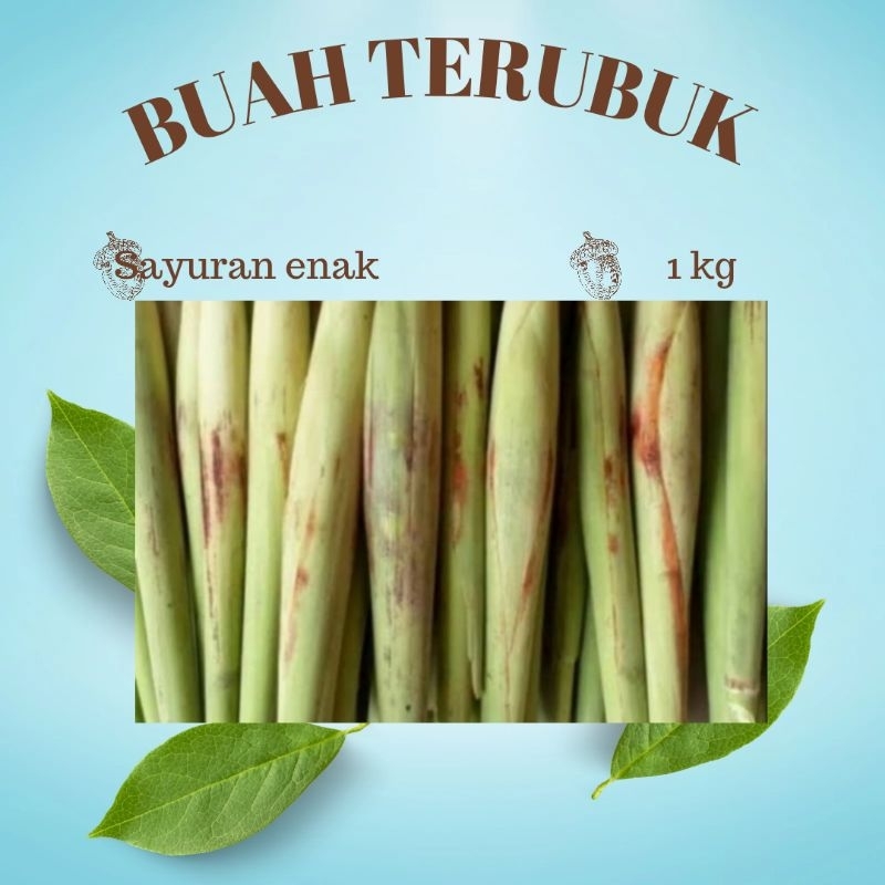 

Buah Terubuk Segar Hasil panen Sendiri 1kg