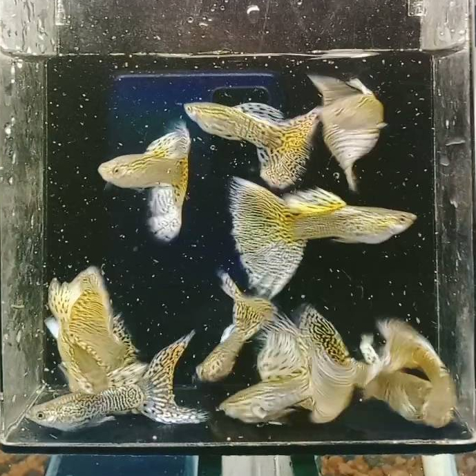Jual ikan Guppy Yellow Cobra - GRADE SUPER