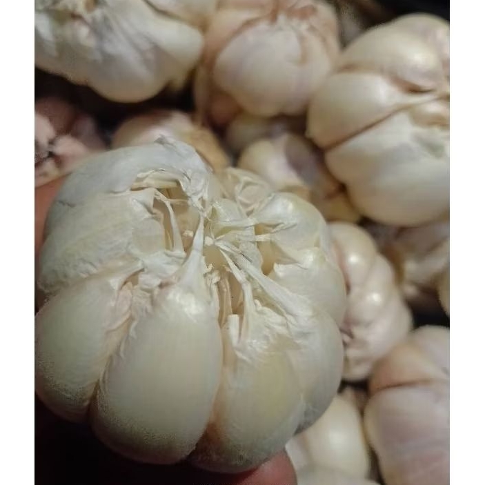 

bawang putih super kering berkualitas kemasan/1kg