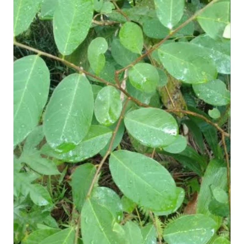 

Paket 1 kg daun Kandri daun kanyere segar-az