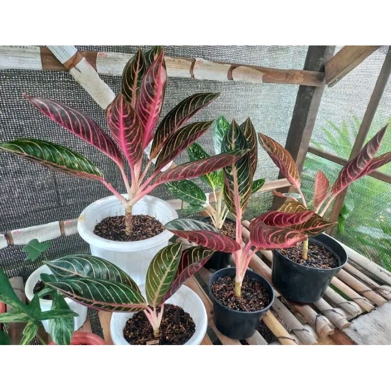 Aglonema Red sumatra