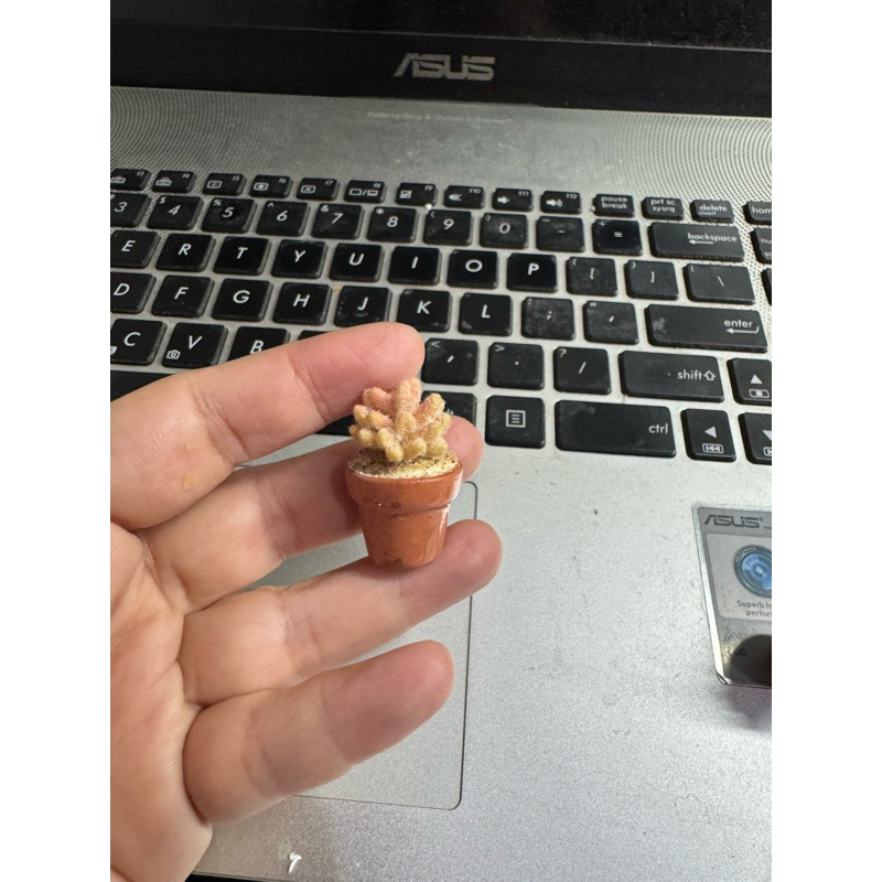 pot bunga miniatur