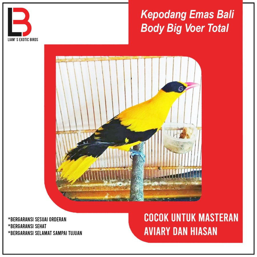 burung kepodang mas body big